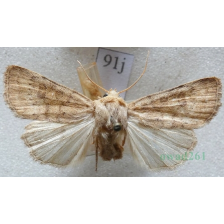 Hoplodrina octogenaria (Goeze, 1781) male Czech91j